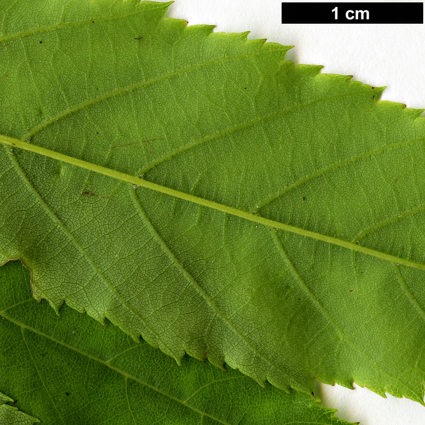 High resolution image: Family: Betulaceae - Genus: Carpinus - Taxon: londoniana